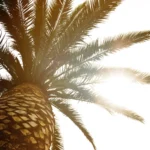 beautiful-palm-with-light-beam-sunny-day-toning-vacation-concept-view-from-down-defocused-blurred
