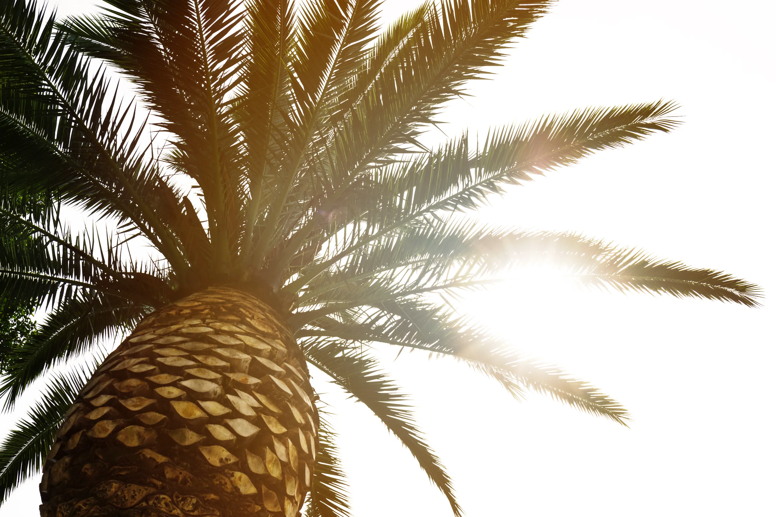 beautiful-palm-with-light-beam-sunny-day-toning-vacation-concept-view-from-down-defocused-blurred