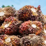 bunch-harvested-palm-oil-fruit-industry