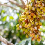 lychee-background-garden