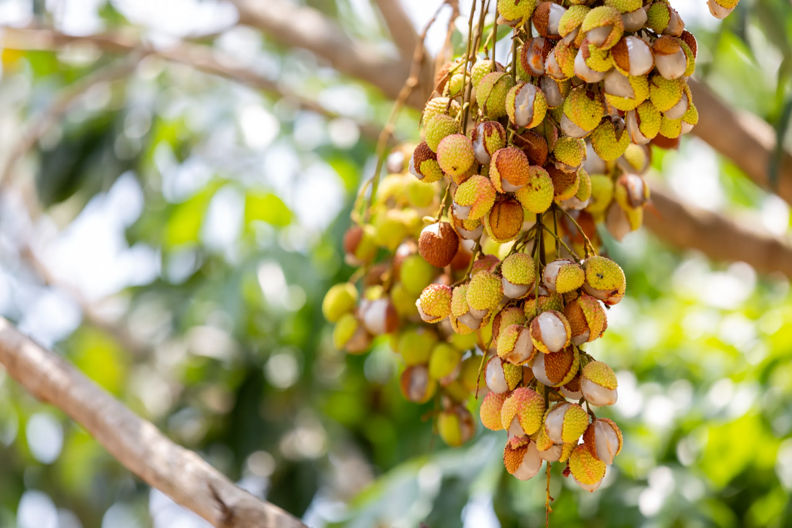 lychee-background-garden