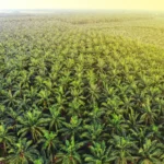 palm-oil-plantations-aerial-view-sunrise