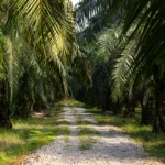 palm-trees-palm-oil-plantation-south-east-asia
