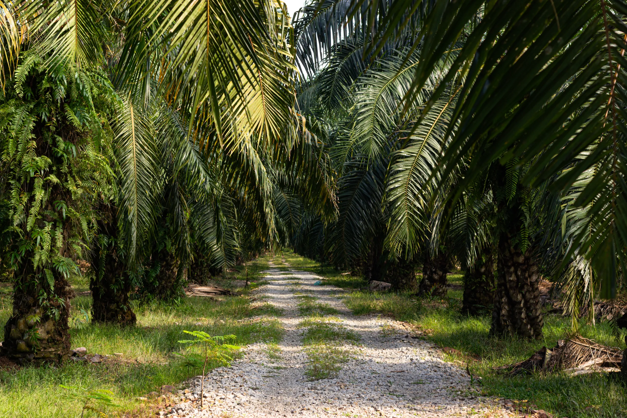 palm-trees-palm-oil-plantation-south-east-asia